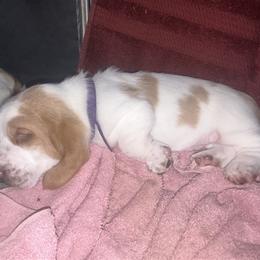 Basset Hound Puppies from Mockingbird Hollow Bassets