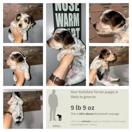 Charlie 2 Dot - Parti male Yorkshire Terrier puppy in Cleveland, Tennessee from Moody’s Morkies and More