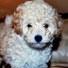 Poodles from Poodlepups Bed & Breakfast