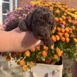 Acorn - Brown and white female Aussiedoodle puppy in Marion, North Carolina from Puddles' Puppies