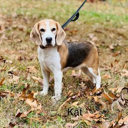 Kat - Beagle