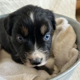Australian Shepherd Puppies from Prairie Skies Farm