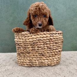 Mochi - Red and white male Cockapoo puppy in Beresford, South Dakota from DAKOTA DOOD RANCH