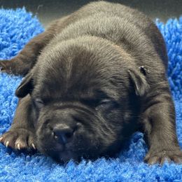 Black - Black male American Bully puppy in Union County, North Carolina from XLRG BULLIES