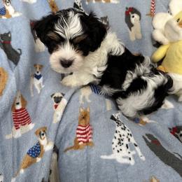 Cabellero El Cid of A Royal Havanese Court - Black and white male Havanese puppy in North Richland Hills, Texas from A Royal Havanese Court