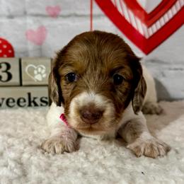 Girl one - Chocolate and cream female Dachshund puppy in Lakeland, Florida from Ruthie’s Rich Mini Dachshunds