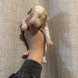 Parti 2 - Parti female Goldendoodle puppy in Sanford, Florida from Florida Coast Golden Doodles