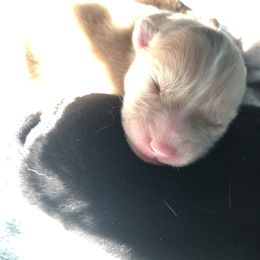 Pomsky Puppies from Eclipse Merle Pomsky’s