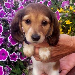 Dachshund puppies from Knollbrook Farm