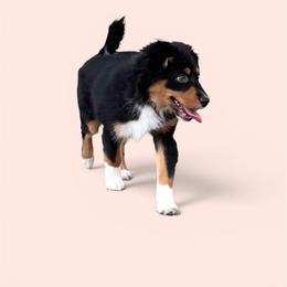 Sprinkles - Black tri female Miniature American Shepherd puppy in Elmwood Park, Illinois from Goldens&MiniAussiesWithFinesse