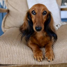 Cindy - Red female Dachshund puppy in El Dorado Hills, California from Golden Hill Dachshunds