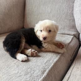 Dolly - Black tri female Miniature American Shepherd puppy in Payson, Arizona from Barnhardt Minis