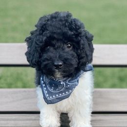 Bashful (Snow White and the Seven Dwarfs Litter) - Black & white male Maltipoo puppy in St. George, Utah from Winchester Hills Poodles and Doodles
