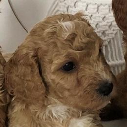 Boy 2 - male Cavapoochon puppy in Fredericksburg, Ohio from Timshell Farm Specialty Crossbreed Puppies