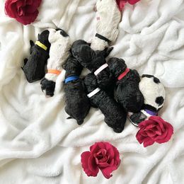 Poodle Puppies from QaeQae Pups