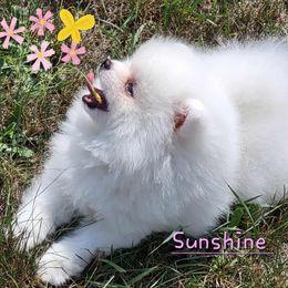 Girl 1 - White female Pomeranian puppy in Paw Paw, Michigan from Fairy Tale Poms & English Toy Spaniels