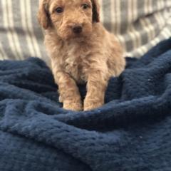 Goldendoodle Puppies from Travis Street Doodles & Poodles