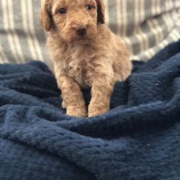 Goldendoodle Puppies from Travis Street Doodles & Poodles