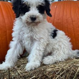 Love - Black and white female Bernedoodle puppy in Longmont, Colorado from Colorado Miniature Bernedoodle Puppies