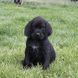 German Wirehaired Pointer and Pudelpointer Puppies from Ripsnorter Kennels