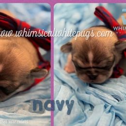 Boy 2 - White male Pug puppy in Cleveland, Ohio from Whimsical White Pugs - Quality Comes First
