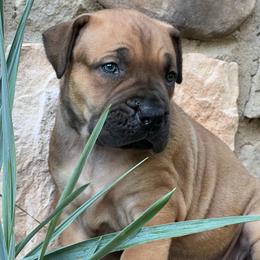 HOLO - Red female Boerboel puppy in Pennsylvania from Cold River Boerboels