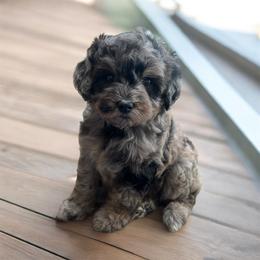 Mable - Merle female Goldendoodle puppy in Ottawa, Ohio from Simply Beautiful Goldendoodles