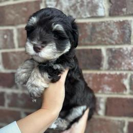 Jolene - Liver female Miniature Schnauzer puppy in Spanish Fort, Alabama from Bearded Besties of Alabama