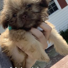 Shih Tzu and Shorkie Puppies from Kennel in the valley