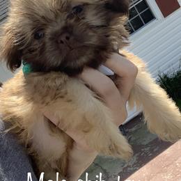 Shih Tzu and Shorkie Puppies from Kennel in the valley