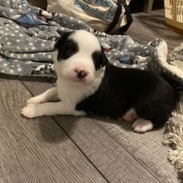 Australian Shepherd Puppies from Lil' Blue Blessings