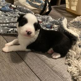 Australian Shepherd Puppies from Lil' Blue Blessings