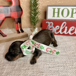 Girl - Cream female Dachshund puppy in Winter Haven, Florida from Davidson's Dachshunds