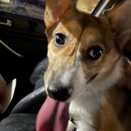 Cardigan Welsh Corgis from Roman Gambelin Corgi Pups