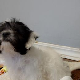 Coton de Tulear Puppies from Coton Country