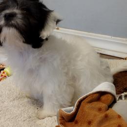 Coton de Tulear Puppies from Coton Country