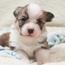 American Corgi, Cardigan Welsh Corgi, and Pembroke Welsh Corgi Puppies from Diamond Corgis