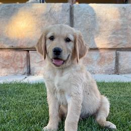 Boris-Green - Golden male Golden Retriever puppy in Cedar City, Utah from RuTess Goldens