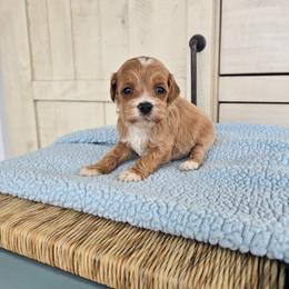 Lorelai - Red  female Goldendoodle puppy in Floyd, Virginia from Hearts and Paws Poodles and Doodles