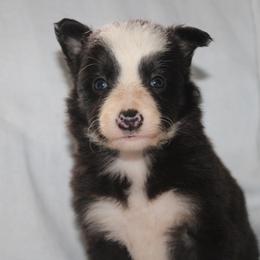 Ulysses - Black and white male Border Collie puppy in Cedartown, Georgia from Ferguson Border Collies