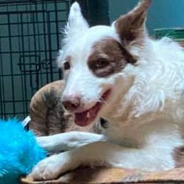 Border Collies from Dorothy's Border Collies