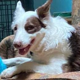 Border Collies from Dorothy's Border Collies