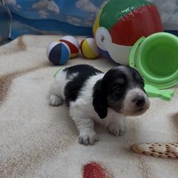 Black and Cream Piebald Longhair Male - Black and cream male Dachshund puppy in Killeen, Texas from Southern Dachshunds