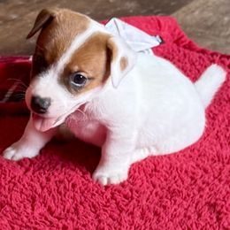 Wyatt - Brown and white male Jack Russell Terrier puppy in Cleburne, Texas from Jordan's Shorty Jacks