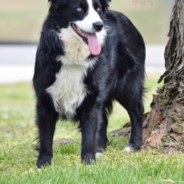 Lizzie - Australian Shepherd