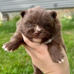 Dash - Chocolate male Pomeranian puppy in Springfield, Missouri from Hope Mountain Pomeranians