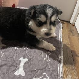 Honey - Black and white female Siberian Husky puppy in Diamond Lake, Washington from Husky Haven WA