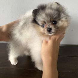 Pomeranian Puppies from Summer Set Poms