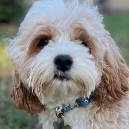 Sugar - Cavapoo