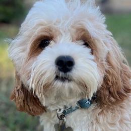 Sugar - Cavapoo